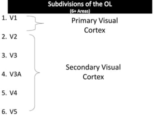 1. V1
2. V2
3. V3
4. V3A
5. V4
6. V5
Primary Visual
Cortex
Secondary Visual
Cortex
 