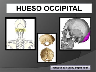 HUESO OCCIPITAL
Vanessa Zambrano López «D2»
 