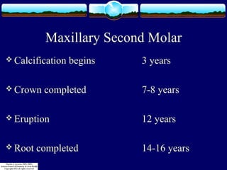 Maxillary Second Molar 
Calcification begins 3 years 
Crown completed 7-8 years 
Eruption 12 years 
Root completed 14-16 years 
 