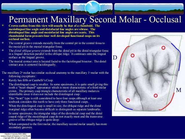 maxillary second molar under fontanacountryinn com maxillary second molar