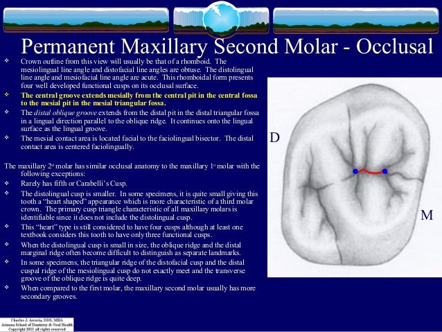 m d 3 permanent maxillary second molar
