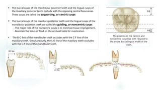 OCCLUSAL THERAPY IN FIXED PROSTHODONTICS | PDF