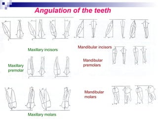 09. Occlusion (CD) - Dentition | PPT