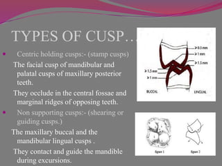 Occlusion | PPTX