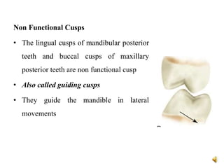 Non Functional Cusps
• The lingual cusps of mandibular posterior
teeth and buccal cusps of maxillary
posterior teeth are non functional cusp
• Also called guiding cusps
• They guide the mandible in lateral
movements
 
