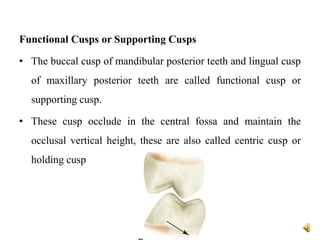 Functional Cusps or Supporting Cusps
• The buccal cusp of mandibular posterior teeth and lingual cusp
of maxillary posterior teeth are called functional cusp or
supporting cusp.
• These cusp occlude in the central fossa and maintain the
occlusal vertical height, these are also called centric cusp or
holding cusp
 