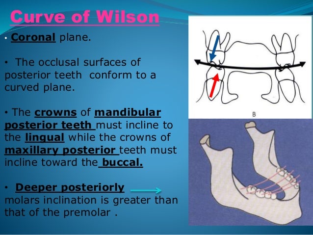 Curve Of Spee And Wilson