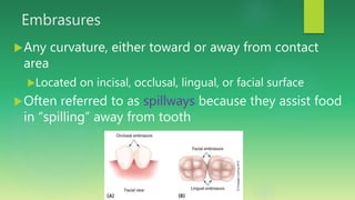 Embrasures
Any curvature, either toward or away from contact
area
Located on incisal, occlusal, lingual, or facial surface
Often referred to as spillways because they assist food
in “spilling” away from tooth
 