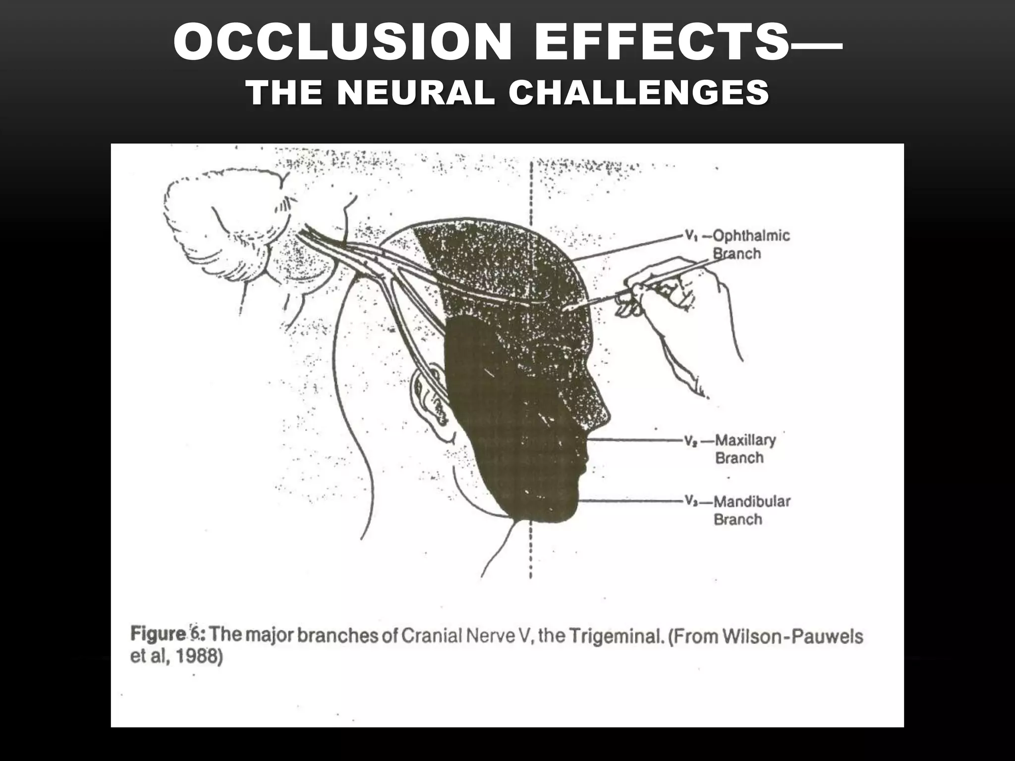 OCCLUSION EFFECTS—
 THE NEURAL CHALLENGES
 