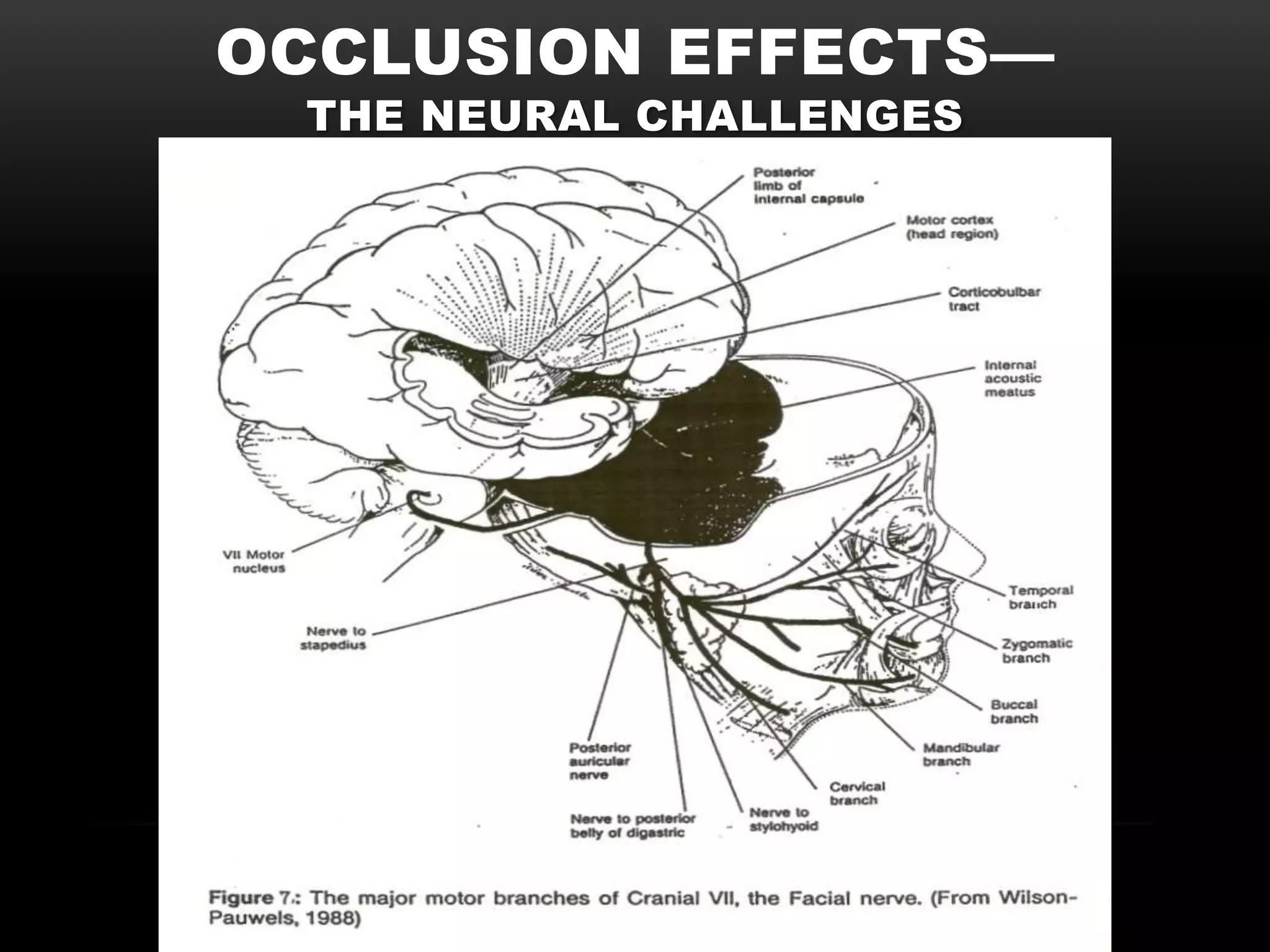 OCCLUSION EFFECTS—
 THE NEURAL CHALLENGES
 