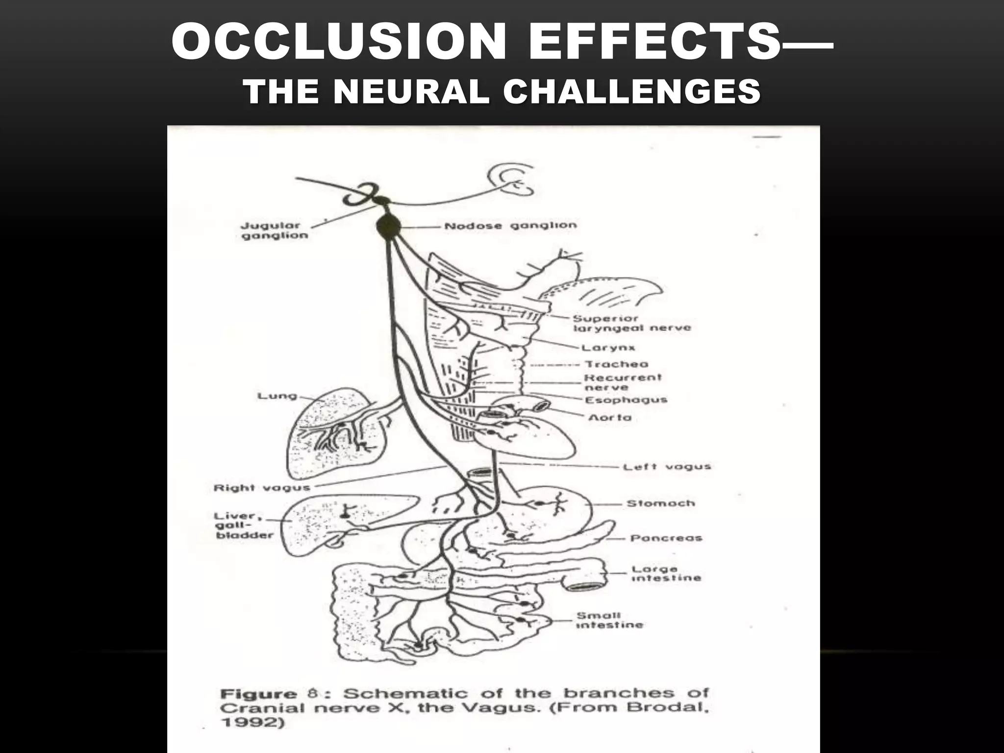 OCCLUSION EFFECTS—
 THE NEURAL CHALLENGES
 
