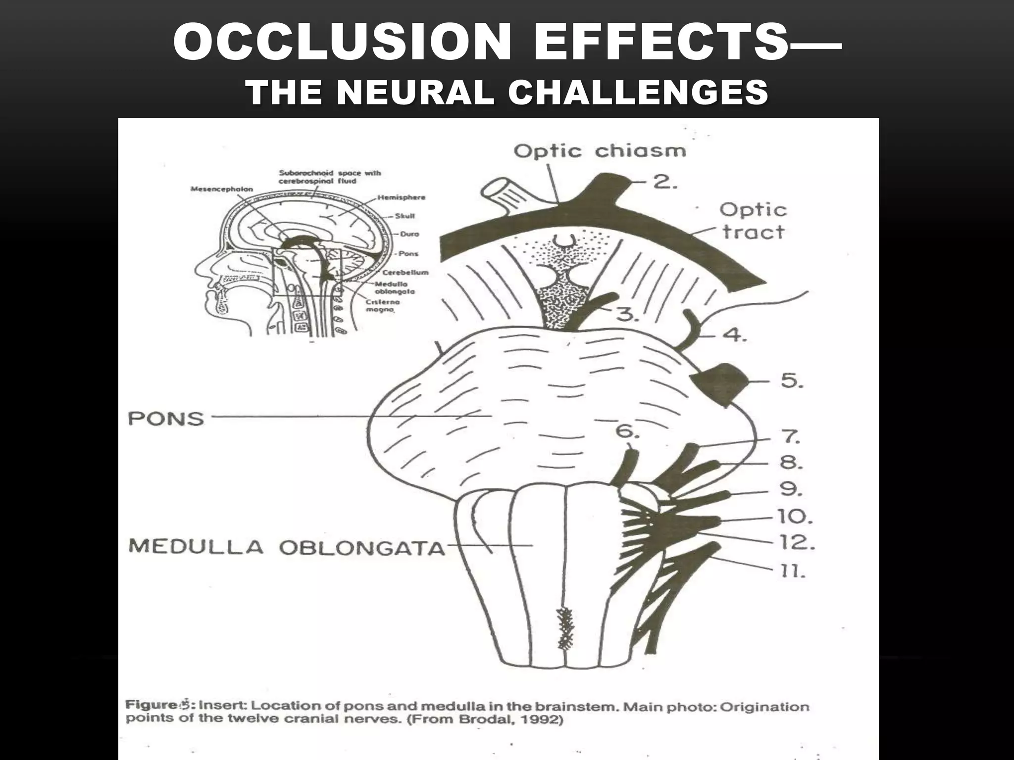 OCCLUSION EFFECTS—
 THE NEURAL CHALLENGES
 