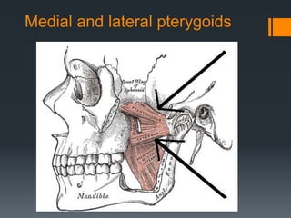 Medial and lateral pterygoids 
 