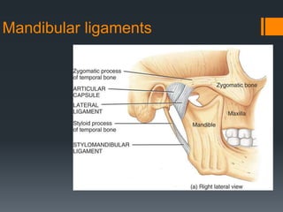 Mandibular ligaments 
 