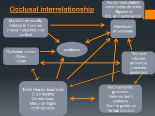 Mandibular 
movements 
TMJ and 
articular 
eminence 
(posterior 
guidance) 
Occlusion curves 
Teeth shapes &surfaces 
Cusp heights 
Central fossa 
Marginal ridges 
occlusal table 
-Wilson 
-Spee 
Neuro-musculature 
-masticatory muscles 
--ligaments 
PDL and perioception 
occlusion 
Teeth (anterior) 
guidance: 
-Anterior teeth 
guidance 
-Canine guidance 
-Group function 
Occlusal interrelationship 
Mandible to maxilla 
relation in 3 planes 
mainly horizontal and 
vertical 
 
