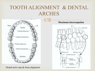 Occlusion in conservative dentistry | PPTX