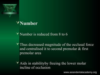 Number
 Number is reduced from 8 to 6
 Thus decreased magnitude of the occlusal force
and centralised it to second premolar & first
premolar area
 Aids in stabilityby freeing the lower molar
incline of occlusion
www.asiandentalacademy.orgwww.asiandentalacademy.org
 