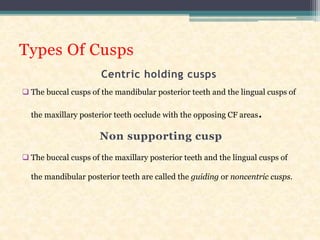 Types Of Cusps
Centric holding cusps
 The buccal cusps of the mandibular posterior teeth and the lingual cusps of
the maxillary posterior teeth occlude with the opposing CF areas.
Non supporting cusp
 The buccal cusps of the maxillary posterior teeth and the lingual cusps of
the mandibular posterior teeth are called the guiding or noncentric cusps.
 