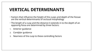 VERTICAL DETERMINANTS
• Factors that influence the height of the cusps and depth of the fossae
are the vertical determinants of occlusal morphology
• The length of a cusp and the distance it extends in to the depth of an
opposing fossa are determined by three factors:
1. Anterior guidance
2. Condylar guidance
3. Nearness of the cusp to these controlling factors
 