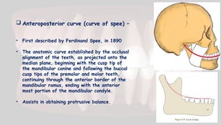  Anteroposterior curve (curve of spee) –
• First described by Ferdinand Spee, in 1890
• The anatomic curve established by the occlusal
alignment of the teeth, as projected onto the
median plane, beginning with the cusp tip of
the mandibular canine and following the buccal
cusp tips of the premolar and molar teeth,
continuing through the anterior border of the
mandibular ramus, ending with the anterior
most portion of the mandibular condyle.
• Assists in obtaining protrusive balance.
 