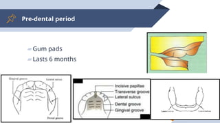 Pre-dental period
▰Gum pads
▰Lasts 6 months
11
 