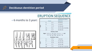 Deciduous dentition period
▰6 months to 3 years
12
 