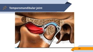 Temporomandibular joint
23
 