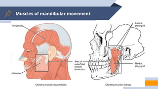 Muscles of mandibular movement
25
 