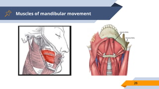 Muscles of mandibular movement
26
 