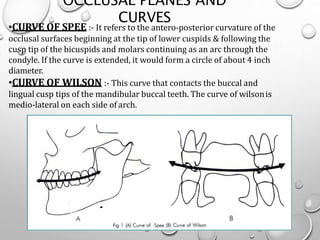 Curve Of Spee And Curve Of Wilson Online | emergencydentistry.com