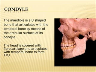 The mandible is a U shaped
bone that articulates with the
temporal bone by means of
the articular surface of its
condyle.

The head is covered with
fibrocartilage and articulates
with temporal bone to form
TMJ.
 
