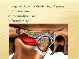 In sagittal plane it is divided into 3 planes.
1. Anterior band
2. Intermediate band
3. Posterior band
 