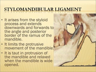 •   It arises from the styloid
    process and extends
    downwards and forwards to
    the angle and posterior
    border of the ramus of the
    mandible.
•   It limits the protrusive
    movement of the mandible.
•   It is taut in protrusion of
    the mandible and relaxed
    when the mandible is wide
    opened.
 