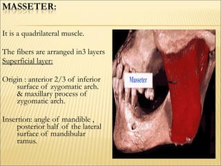 It is a quadrilateral muscle.

The fibers are arranged in3 layers
Superficial layer:

Origin : anterior 2/3 of inferior
    surface of zygomatic arch.
    & maxillary process of
    zygomatic arch.

Insertion: angle of mandible ,
     posterior half of the lateral
     surface of mandibular
     ramus.
 