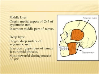 Middle layer:
Origin: medial aspect of 2/3 of
zygomatic arch.
Insertion: middle part of ramus.

Deep layer:
Origin: deep surface of
zygomatic arch.
Insertion : upper part of ramus
& coronoid process.
Most powerful closing muscle
of jaw
 