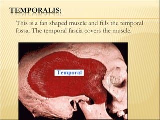 This is a fan shaped muscle and fills the temporal
fossa. The temporal fascia covers the muscle.
 