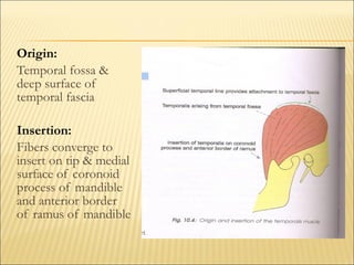 Origin:
Temporal fossa &
deep surface of
temporal fascia

Insertion:
Fibers converge to
insert on tip & medial
surface of coronoid
process of mandible
and anterior border
of ramus of mandible
 