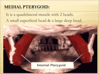 It is a quadrilateral muscle with 2 heads.
A small superficial head & a large deep head.
 