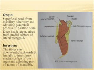 Origin:
Superficial head: from
maxillary tuberosity and
adjoining pyramidal
process of palatine bone.
Deep head: larger, arises
from medial surface of
lateral pterygoid.

Insertion:
The fibres run
downwards, backwards &
laterally to insert into
medial surface of the
angle and adjoining part
of ramus of mandible.
 