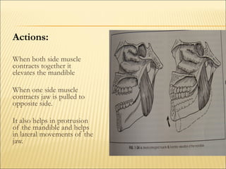 Actions:

When both side muscle
contracts together it
elevates the mandible

When one side muscle
contracts jaw is pulled to
opposite side.

It also helps in protrusion
of the mandible and helps
in lateral movements of the
jaw.
 