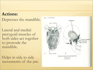Actions:
Depresses the mandible.

Lateral and medial
pterygoid muscles of
both sides act together
to protrude the
mandible.

Helps in side to side
movements of the jaw.
 