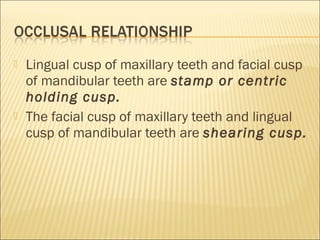    Lingual cusp of maxillary teeth and facial cusp
    of mandibular teeth are stamp or centric
    holding cusp.
   The facial cusp of maxillary teeth and lingual
    cusp of mandibular teeth are shearing cusp.
 