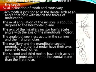 4) Inclination & angulation of the roots of
the teeth:
Axial inclination of tooth and roots vary
Each tooth is positioned in the dental arch at an
angle that best withstands the forces of
mastication
The axial angulation of the incisors is about 60
degrees to the horizontal plane.
The axis of the maxillary incisor forms acute
angle with the axis of the mandibular incisor .
The angle between less acute in the canines
and the first premolars.
The maxillary and the mandibular second
premolar and the first molar have their axes
parallel to each other.
The second and third molars have their axes at
an angle more acute to the horizontal plane
than the first molar.
 