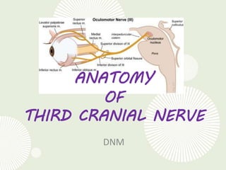 ANATOMY
OF
THIRD CRANIAL NERVE
DNM
 
