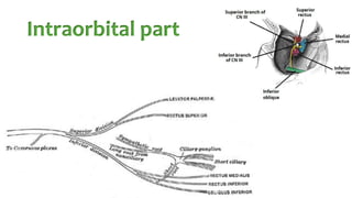 Intraorbital part
 