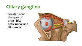 Ciliary ganglion
• Located near
the apex of
orbit - b/w
optic nerve and
LR muscle
 