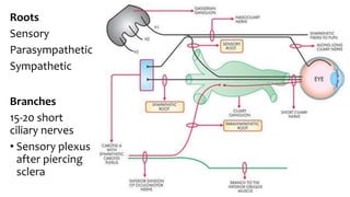 Roots
Sensory
Parasympathetic
Sympathetic
Branches
15-20 short
ciliary nerves
• Sensory plexus
after piercing
sclera
 