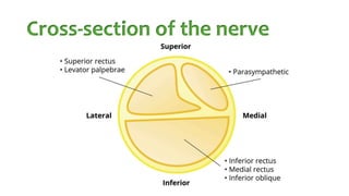 Cross-section of the nerve
 