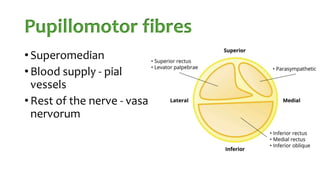 Pupillomotor fibres
• Superomedian
• Blood supply - pial
vessels
• Rest of the nerve - vasa
nervorum
 