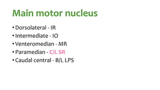 Main motor nucleus
• Dorsolateral - IR
• Intermediate - IO
• Venteromedian - MR
• Paramedian - C/L SR
• Caudal central - B/L LPS
 